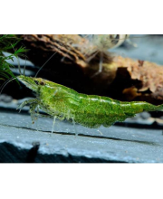 Креветка зеленая жаде (Neocaridina davidi var)