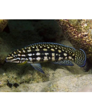 Юлидохромис Марлиера (Julidochromis marlieri Magara)