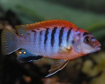 Лабидохромис Хонги Кимпума Ред (Labidochromis Hongi)