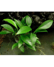 Анубиас лансеолата (Anubias lanceolata)