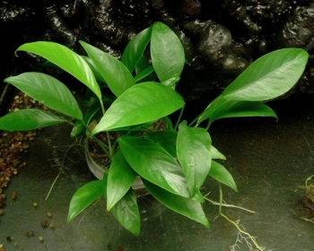 Анубиас лансеолата (Anubias lanceolata)