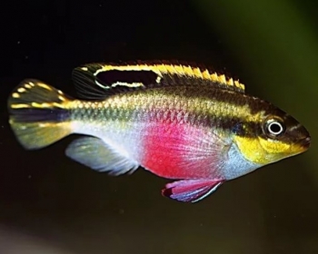 Пельвикохромис Пульхера (Pelvicachromis pulcher)