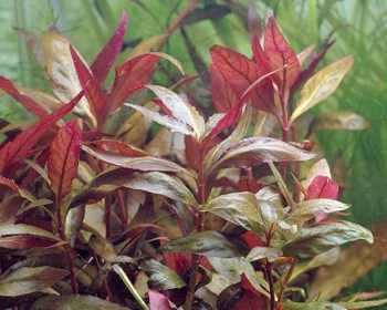 Альтернантера розовая (Alternanthera rosaefolia)