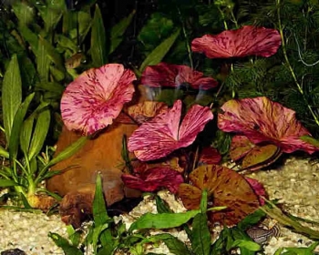 Нимфея красная (Nymphaea lotus red)