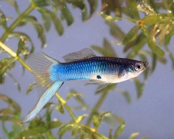 Гуппи Японский синий меч самцы (Poecilia reticulata var.)