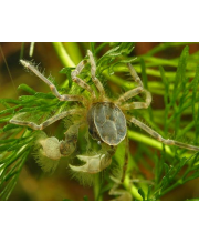 Краб паук (Limnopilos naiyanetri)