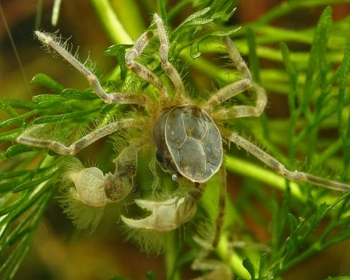 Краб паук (Limnopilos naiyanetri)