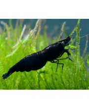 Креветка черная (Neocaridina davidi var)