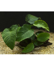 Анубиас Бартера широколистный (Anubias barteri Broad Leaf)