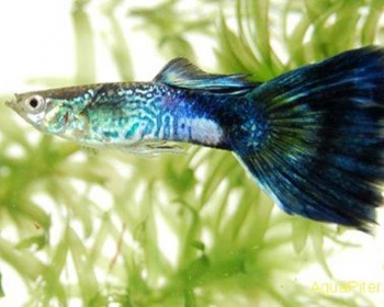 Гуппи Кобра синяя самцы (Poecilia reticulata var.)